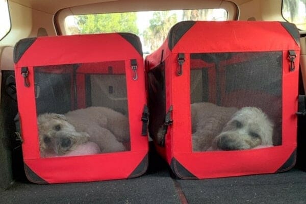 photo dogs in travel crates in car ready to evacuate for a hurricane 