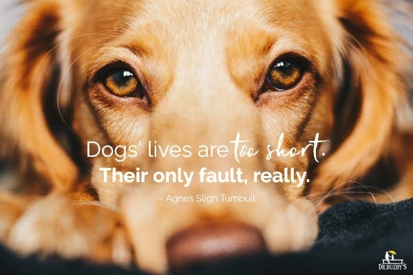 photo of golden dog's face and quote about dog's life being too short