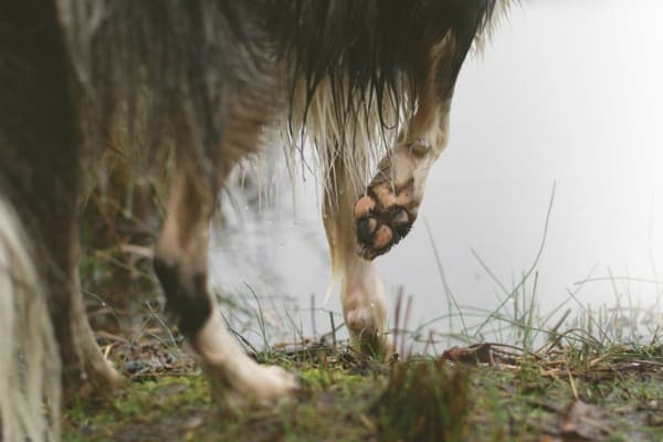 photo of dog's paws on earthy terrain 