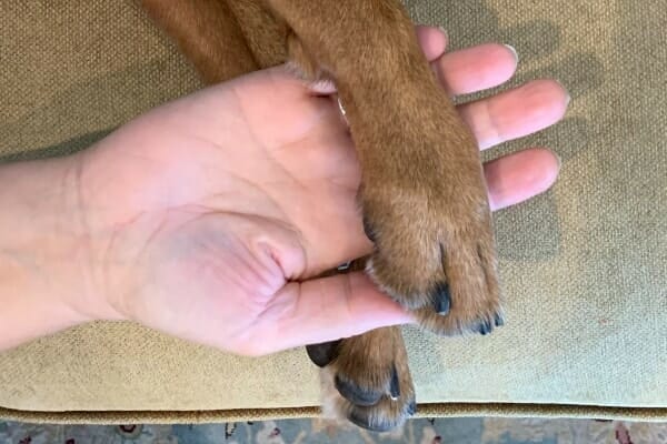 Dog's paw being held in palm of Dr. Buzby's hand, photo