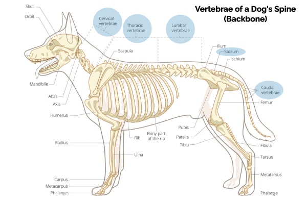 Diagram of dog's spine showing the 5 regions of the vertebrae