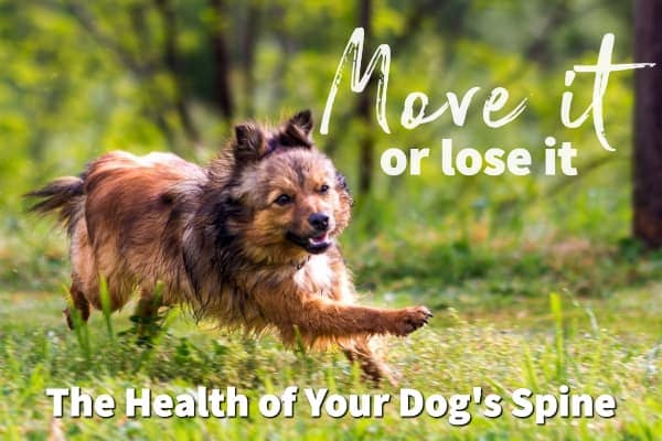 dog running in green grass. Caption reads: Move it or lose it the health of your dog's spine, photo