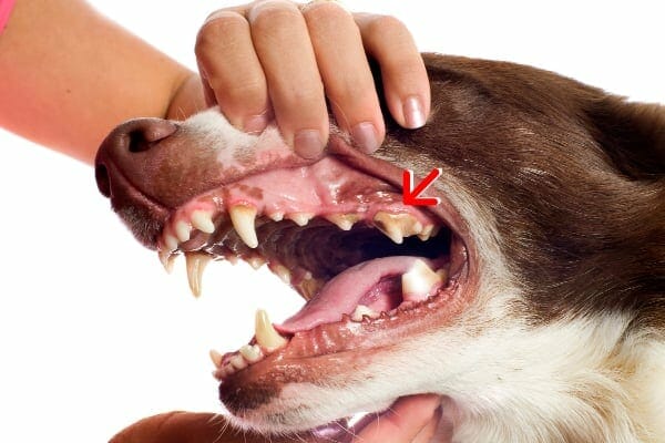 A dog's teeth with an arrow pointing to the fourth premolar