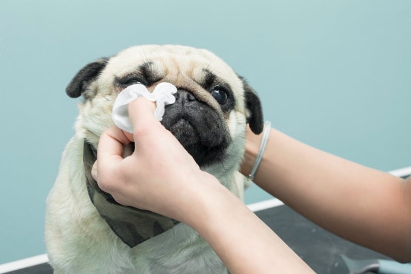 Sick Pug having their eye discharge cleaned