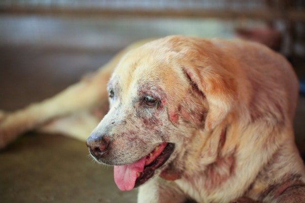 Sick Labrador with skin disease present on face and muzzle