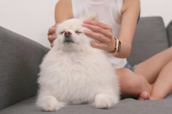 Sick Pomeranian getting head massage by owner