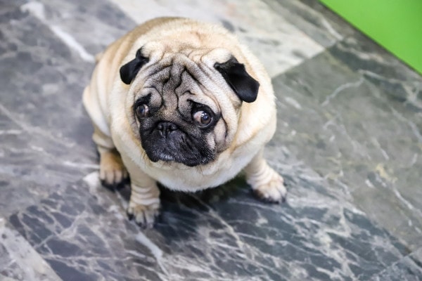 Sick, overweight Pug sitting on the floor