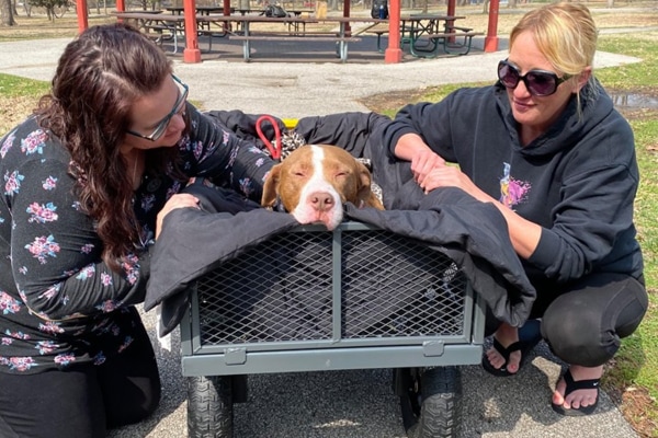 Brown and white dog sitting in a dog wagon and two dog parents sitting nearby