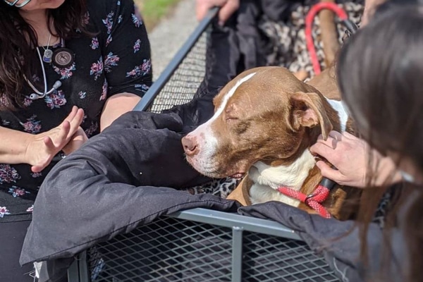 PItbull dog sitting comfortably in a dog wagon