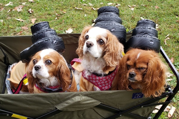 Three Cavalier Spaniels sitting together in a dog wagon.