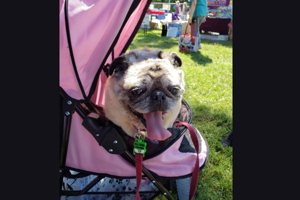 Pug looking around out of his pink dog stroller.