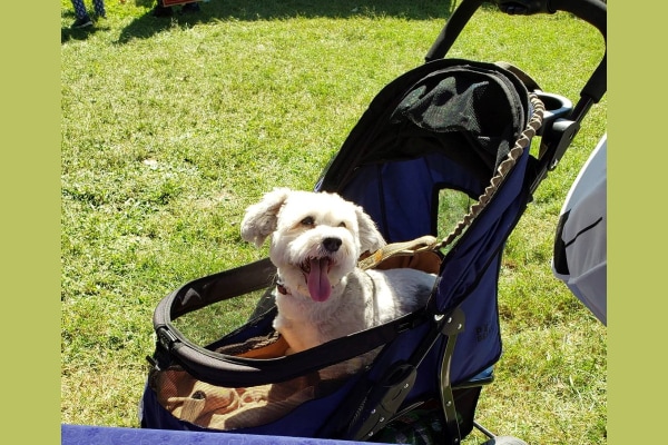 Poodle mix sitting happily in a dog stroller