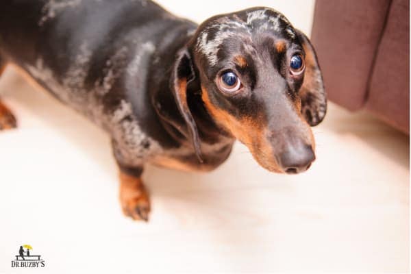 photo Dachshund