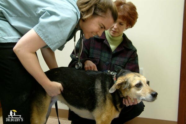 photo of vet examining a senior dog who is afraid