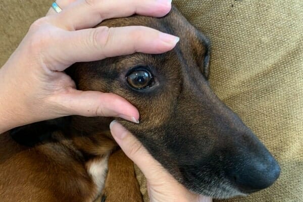 Dr. Buzby's finger and thumb gently holding open dog's eye as part of a healthy dog wellness scan, photo