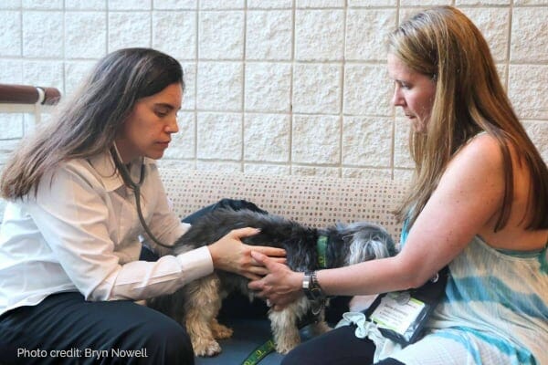 veterinarian and dog mom working together with their hands on the dogs body, both as advocates for the dog, photo