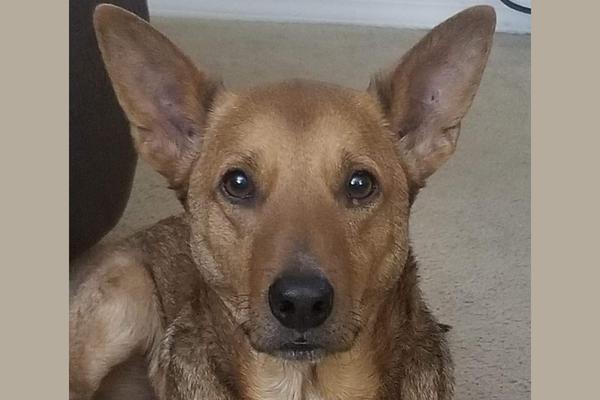 Close-up of Dr. Irish's dog's face with expressive eyes and alert ears. Her dog passed from hemangiosarcoma in dogs
