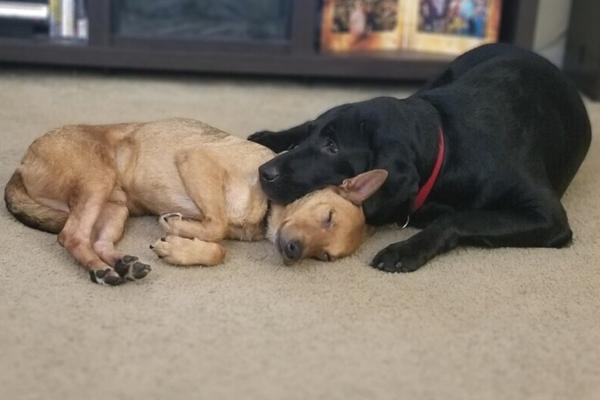 Dr. Irish's dogs, one is a black Lab with his head lying on the other dog, who is a tan mix 