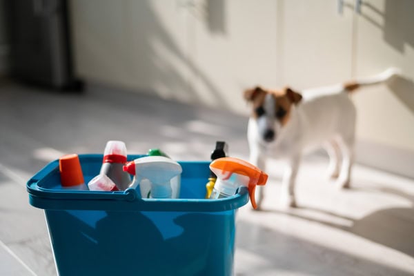 Dog looking at cleaning chemicals