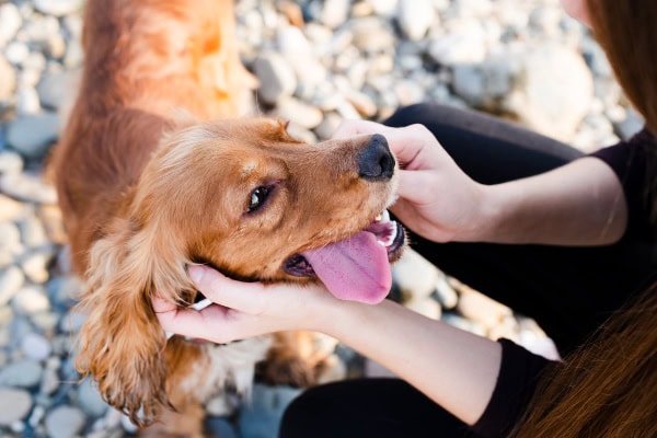 Dog with his tongue hanging out
