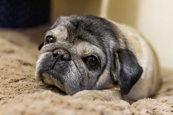 Pug with nasal hyperkeratosis sleeping on a dog bed