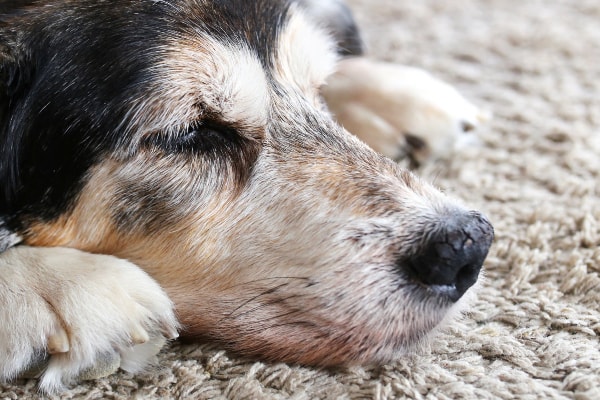Dog with nasal hyperkeratosis sleeping on a rug