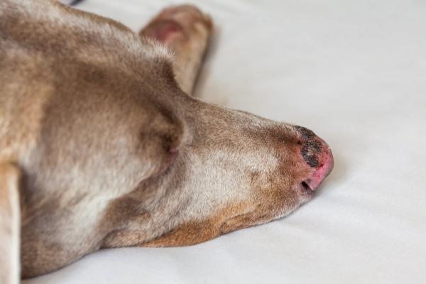 Weimaraner with ulcerated lesion with nasal hyperkeratosis