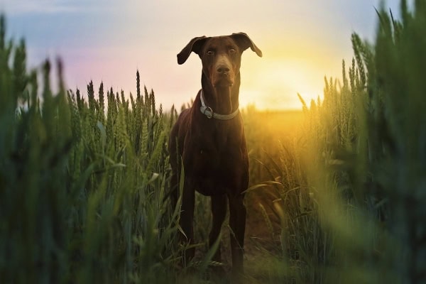 Dog standing in a field at sunset to represent end-of-life for a dog with cancer