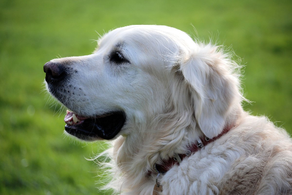 Golden Retriever in a field 