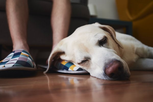 Dog sleeping on his owner's foot