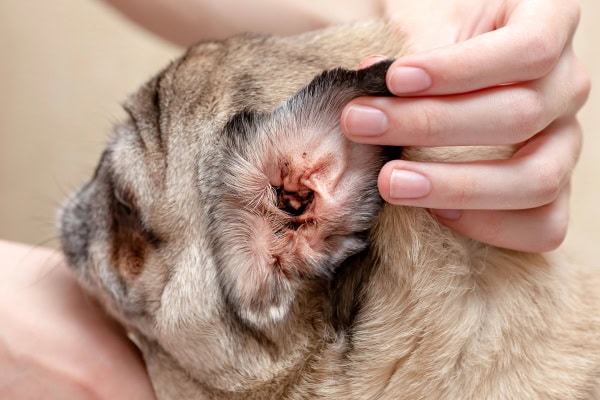 owner examining the ear of a pug with an ear infection