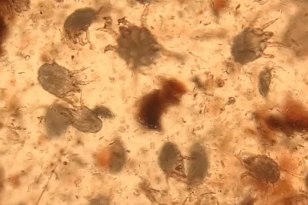 Microscopic view of ear mites from a dog