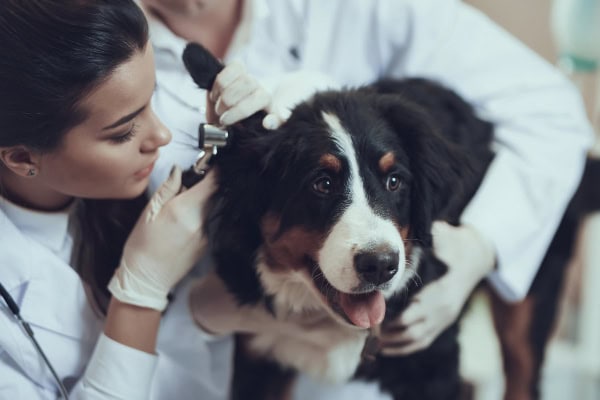 Veterinarian doing an ear exam of a puppy