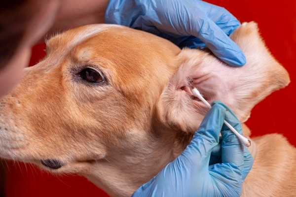 Owner cleaning the ears of her dog with a yeast infection