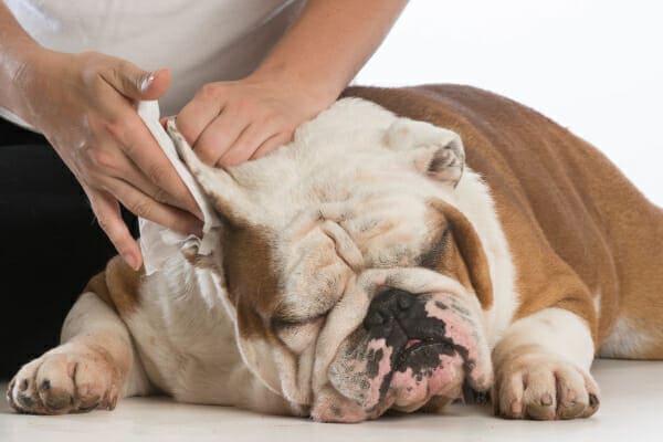 An owner wiping out the ears of the Bulldog with a tissue, photo