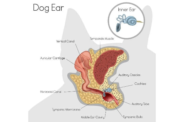 Diagram of the anatomy of a dog's ear, photo