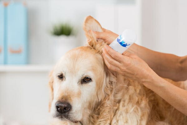Owner applying ear cleaner to a Golden Retriever's ear, photo