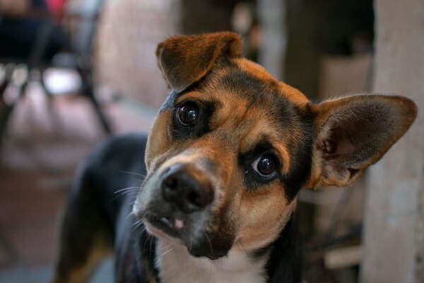 A Terrier mix holding his head to the side, tilted, photo