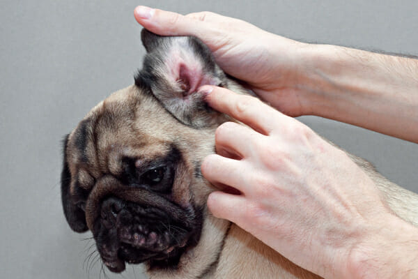 Owner holding up the ear flap of a Pug to be able to view inside, photo