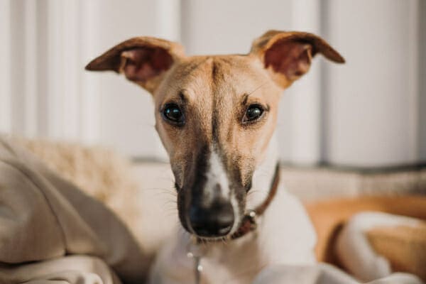 Whippet with ears cocked, looking at the camera, photo