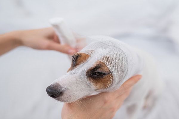 Dog having a bandage placed for an ear hematoma
