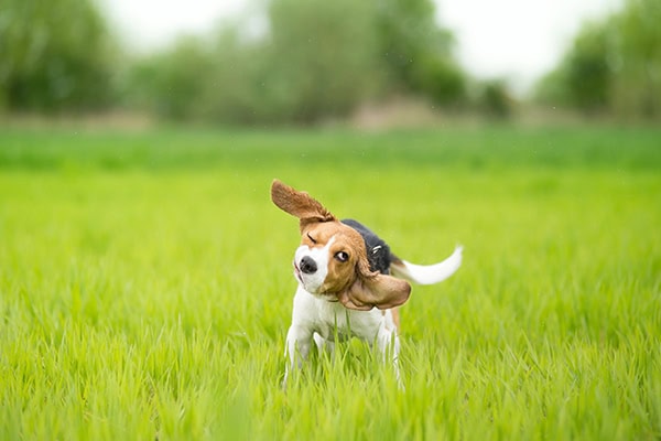 Dog shaking his head, which is one sign of ear infection or an ear hematoma