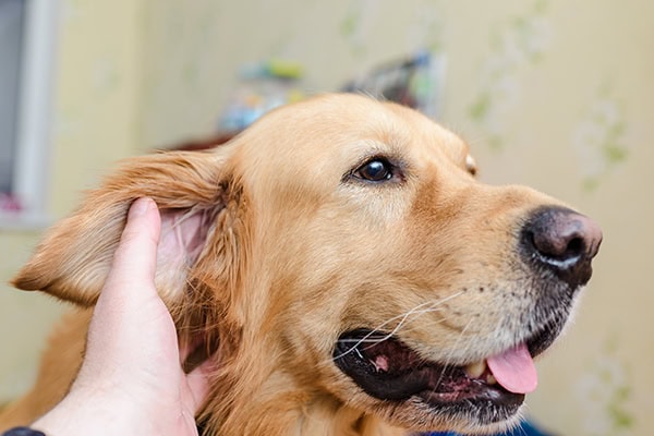 Dog's ear being checked for a hematoma
