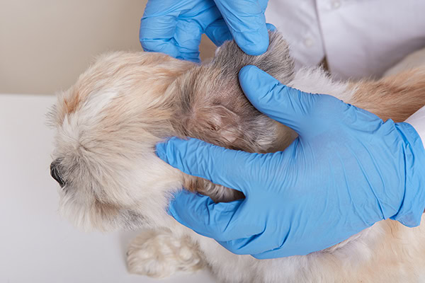 Vet examining a dog for an ear hematoma