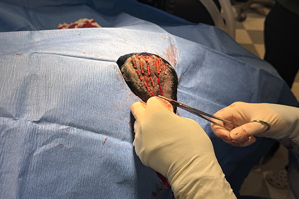 Vet performing surgery on an ear hematoma