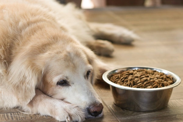 Senior Golden Retriever dog lying next to a full bowl of food but not eating