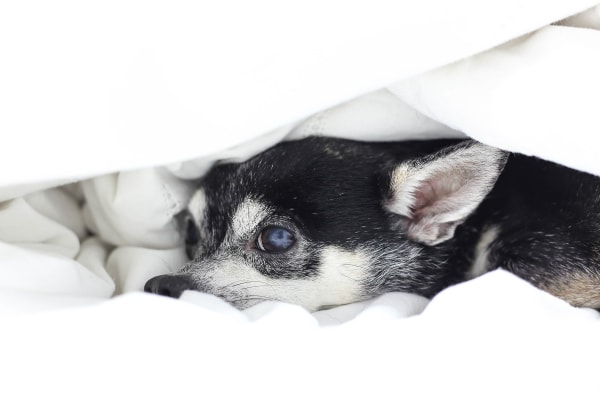 Diabetic Chihuahua hiding under the sheets