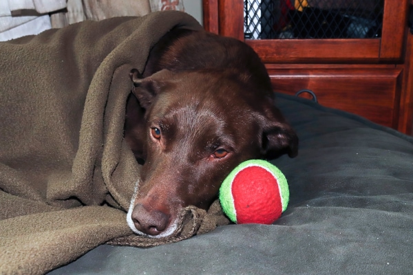 Senior dog with diabetes laying next to his ball and acting sick