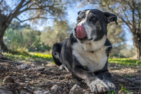 Old dog laying down, licking his lips