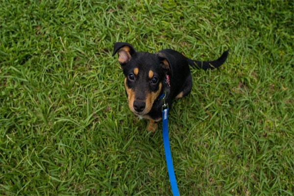 Puppy on a leash in the grass